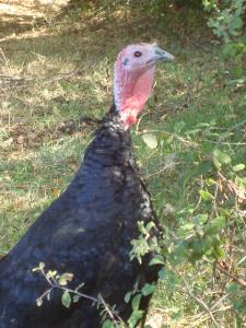 Pas d\'image pour cet article