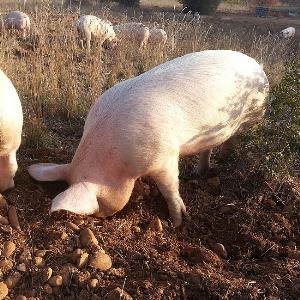 Pas d\'image pour cet article